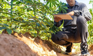 inspector is examining the plant to ensure it is healthy and thriving