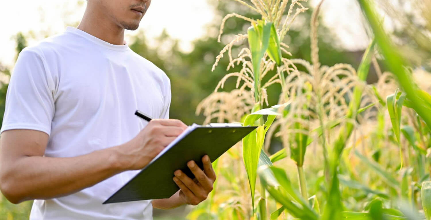 male farmer is examining the corn's quality and inspecting for pests in the field