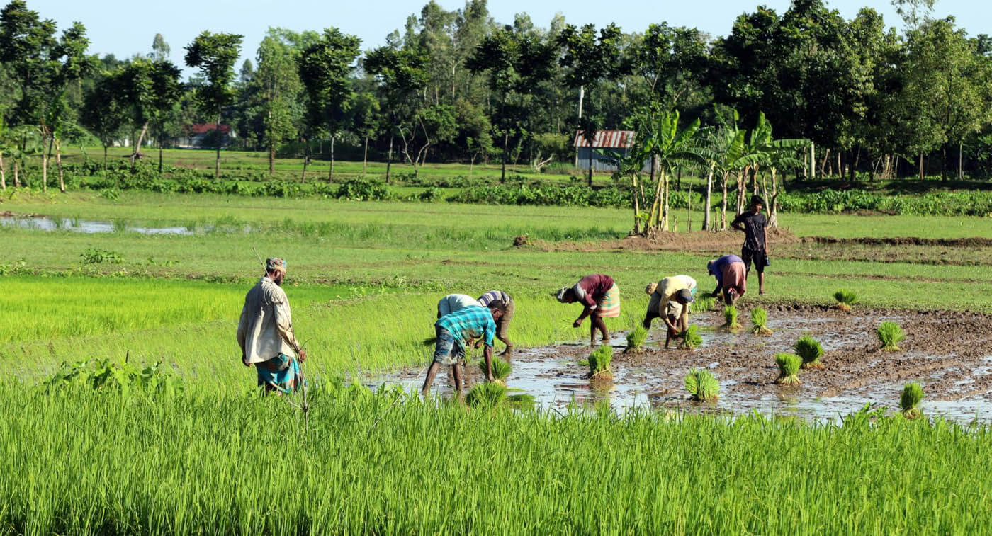 Farmers engaging in the cultivation of rice