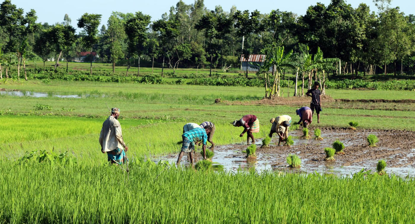 Farmers from a service provider manpower company engaging in the cultivation of rice